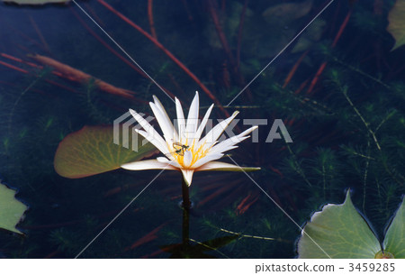 bloom, blossom, blossoms 3459285