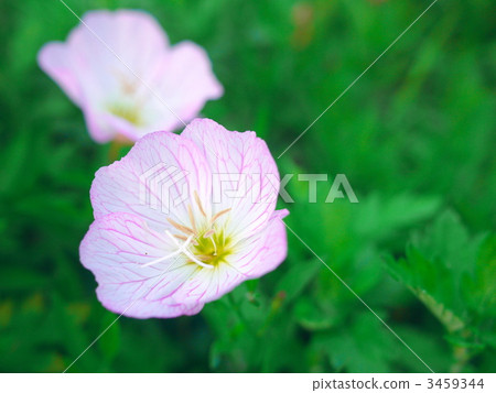 月見草桐 月見草桐 3459344