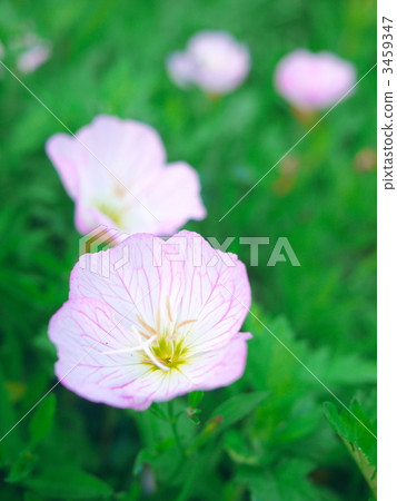 Hill Zakinikishi 2 3459347