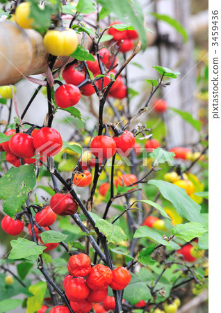 扁平的茄子 3459436