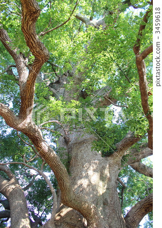 清田的大露水 3459618