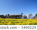 油菜花田 油菜花 油菜 3460229