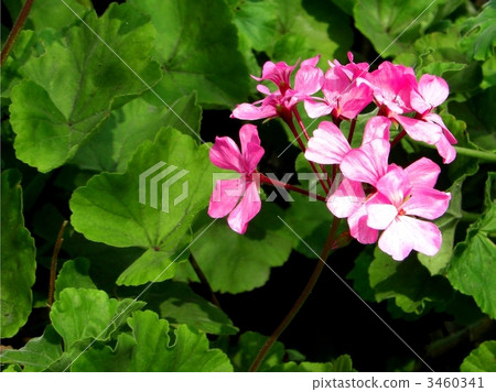 Small flowers Small flowers 3460341