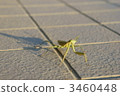 Mantis 3460448