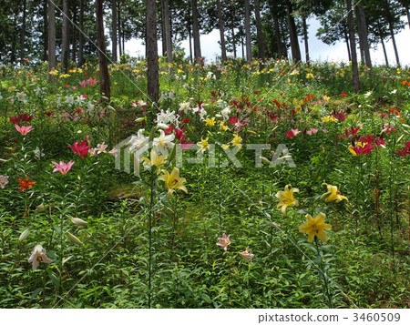 在Gifu·Taniari Yurien 在Gifu·Taniari Yurien 3460509