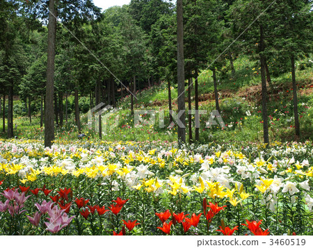 在Yuri Suirien 3460519