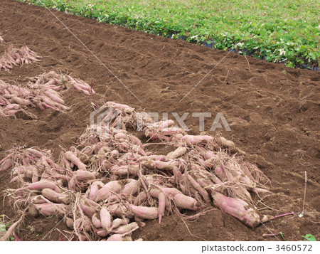Harvesting sweet potatoes Harvesting sweet potatoes 3460572