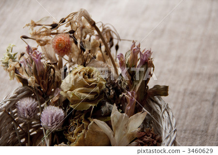 乾花 乾花 3460629