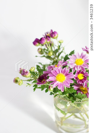 小菊花 小紙條 菊花 3461239