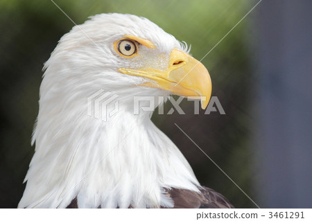 禿頭鷹 禿頭鷹 3461291