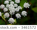 繡球菊 3461572