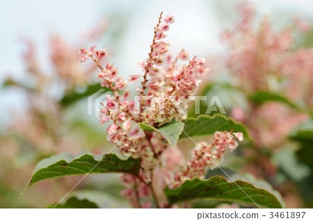 Meringue Meringue 3461897