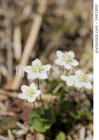 Umebachissau 3461900