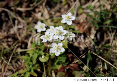Umebachissau 3461901