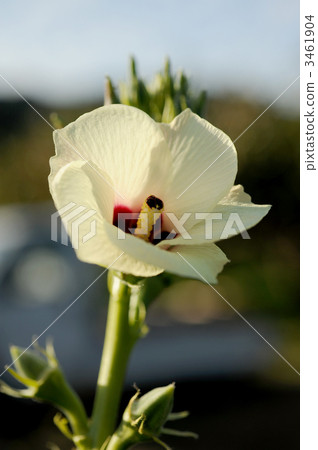 Okra 3461904