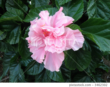 Hibiscus 3462302