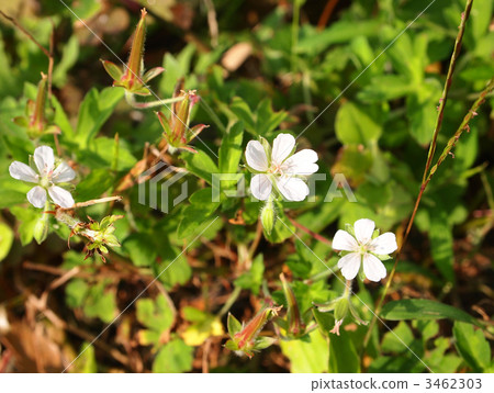 Geranium thunbergii 3462303