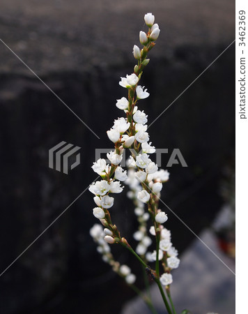 Syrabana Sakratade 3462369