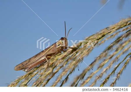 Susuki和蝗蟲 Susuki和蝗蟲 3462416