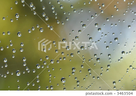 雨滴附在蜘蛛線上 3463504