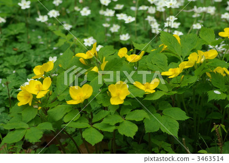 山吹壽 山吹壽 3463514