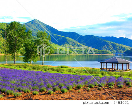 Lake Kanayama Lavender Garden Lake Kanayama Lavender Garden 3463631