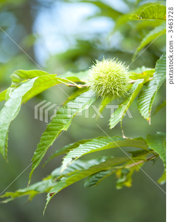 Chestnut Tree 3463728