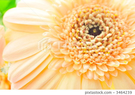 雛菊 3464239