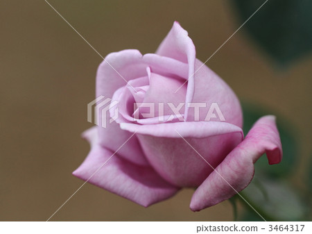 Rose's Blue Moon 3464317