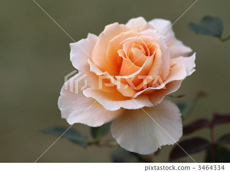 Roses' Just Joey 3464334