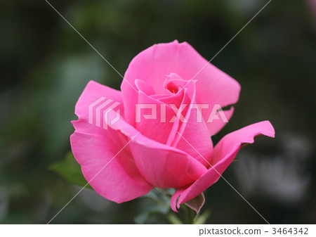 玫瑰瑪格麗特公主 玫瑰瑪格麗特公主 3464342