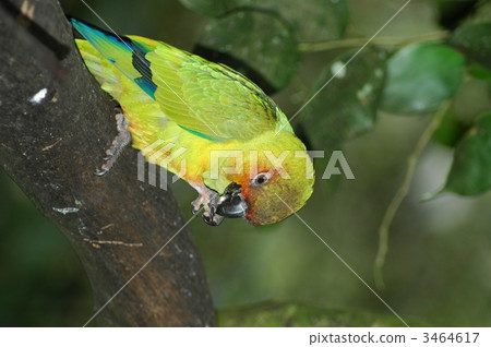 Kokane Mexican parakeet whole body Sun Conure Kokane Mexican parakeet whole body Sun Conure 3464617