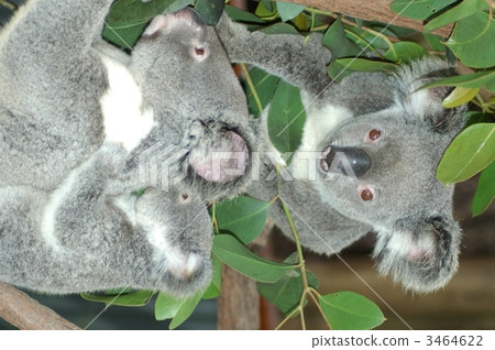 3 koalas 3 koalas 3464622