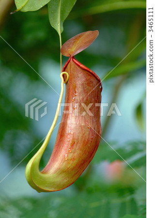 整個甲蟲昆蟲陷阱儀器 整個甲蟲昆蟲陷阱儀器 3465111