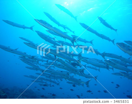 一群梭魚 一群梭魚 3465831