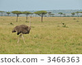 ostrich, walk, walking 3466363