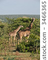 masai giraffe, giraffa, giraffe 3466365