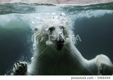 Polar bears Polar bears 3466494