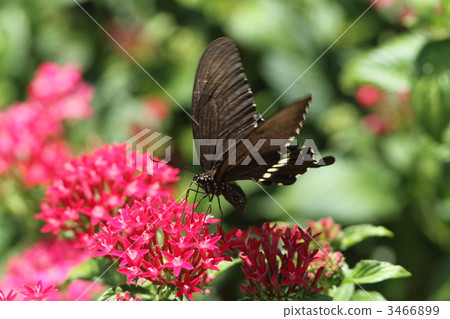 白尾鞭鷹·普通型 3466899