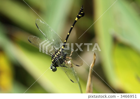 Taiwan Uchiyayama Taiwan Uchiyayama 3466951