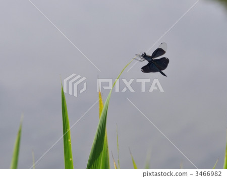 Butterfly dragonfly 3466982