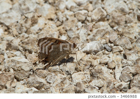 Aoi Tate Harimodoki 3466988