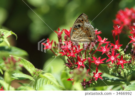 Aotehatahomuki that nects with pentas 3466992