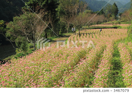 Takamine紅寶石紅色蕎麥花田 3467079