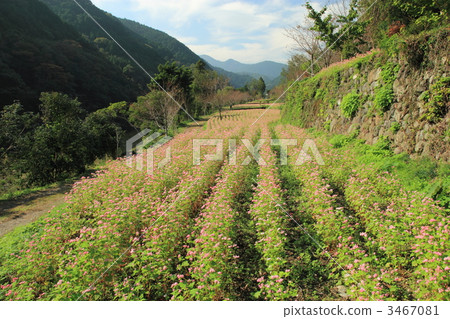 Takamine紅寶石紅色蕎麥花田 3467081