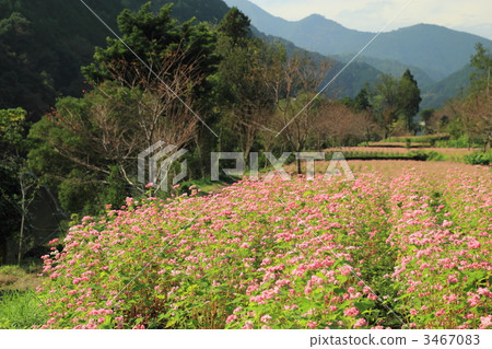 Takamine紅寶石紅色蕎麥花田 3467083