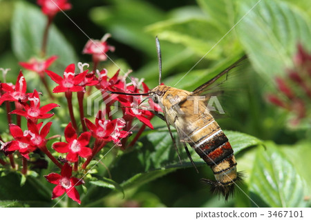 Ooskasiba to be absorbed with pentas 3467101