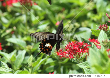 Shrubbasshopper和Benimón類型吸收pentas 3467149