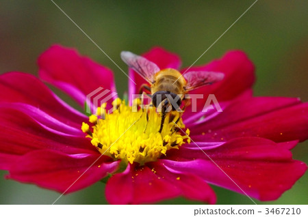 Cosmos and bees 3467210