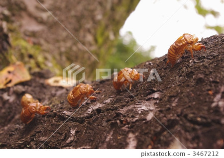 Semi march Semi march 3467212